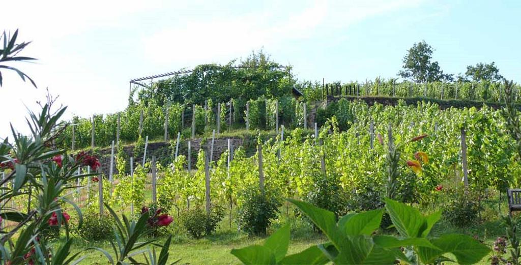 דירות Meißen Weingut Mariaberg מראה חיצוני תמונה